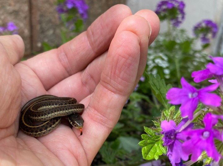 Coast Garter Snake